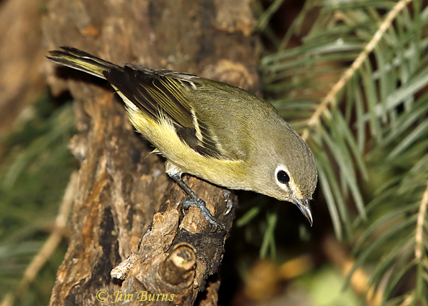 Cassin's Vireo #2--5789