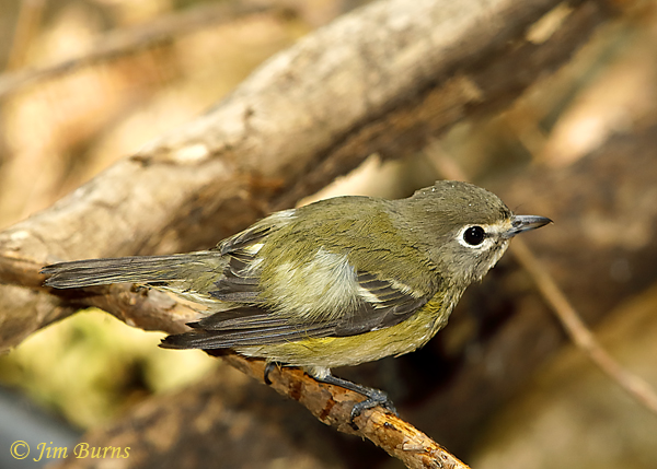 Cassin's Vireo wet from bath--6078