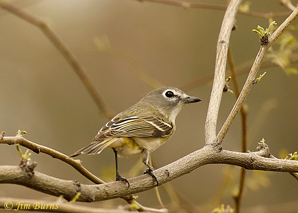 Cassin's Vireo rear view--9443