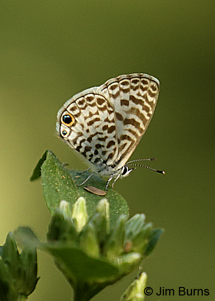 Cassius Blue, Texas