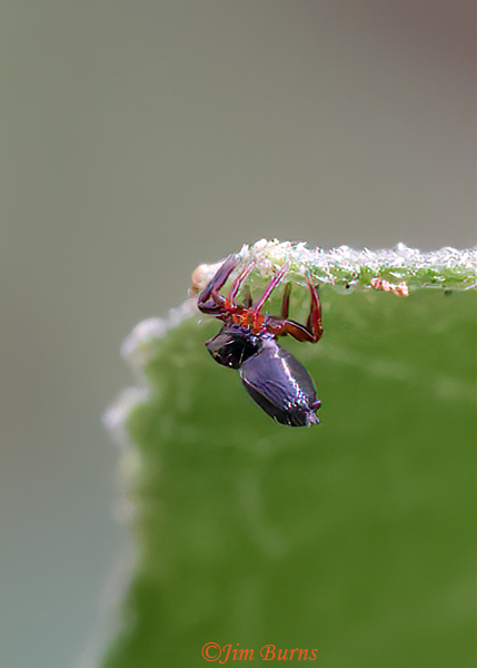 Cat-faced Spider (Araneus gemmoides), ventral view, Arizona--2624