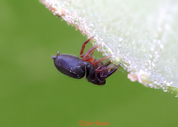 Cat-faced Spider (Araneus gemmoides), dorsal view, Arizona--2631
