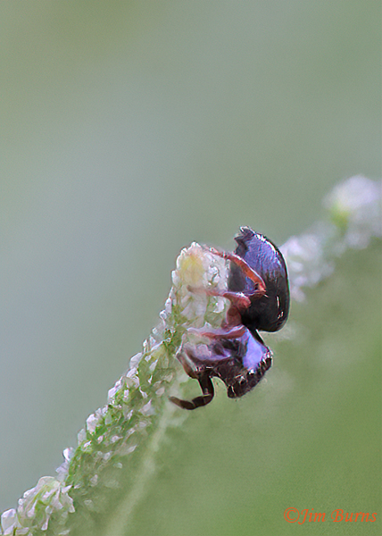 Cat-faced Spider (Araneus gemmoides), face shot, Arizona--2668