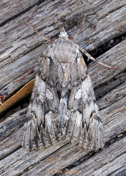 Catocala violenta, Arizona--5966