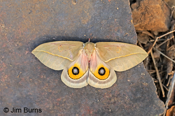 Cecrops Eyed Silkmoth female #2, Arizona