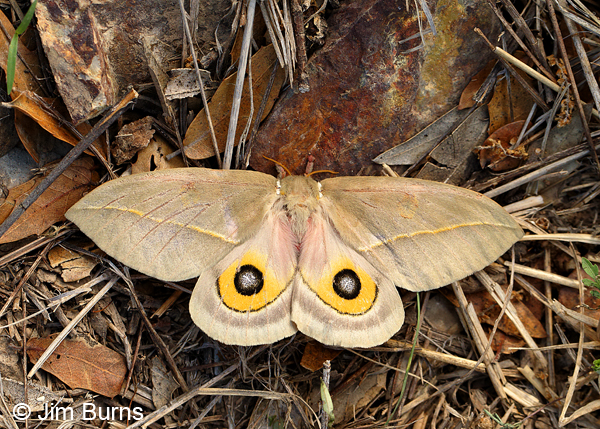 Cecrops Eyed Silkmoth female 2 eyespots, Arizona