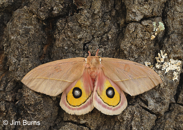Cecrops Eyed Silkmoth female, Arizona