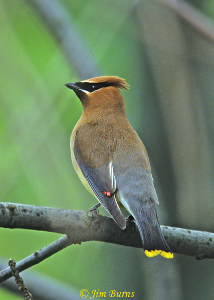 Cedar Waxwing--1000