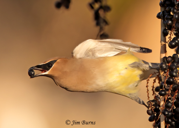 Cedar Waxwing breakfast to go--2433