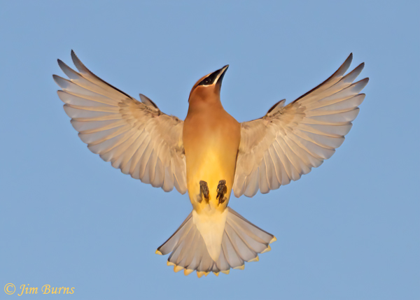 Cedar Waxwing flight angel--3114