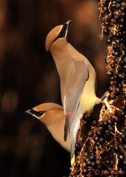 Cedar Waxwings in Fan Palm--4421