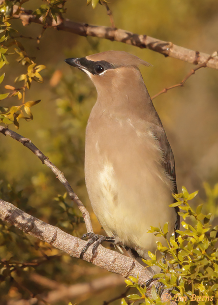 Cedar Waxwing juvenile--4446
