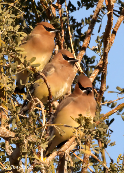Cedar Waxwings in Mesquite--4620