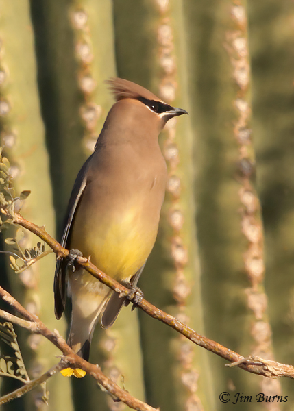 Cedar Waxwing in cactus garden--4647