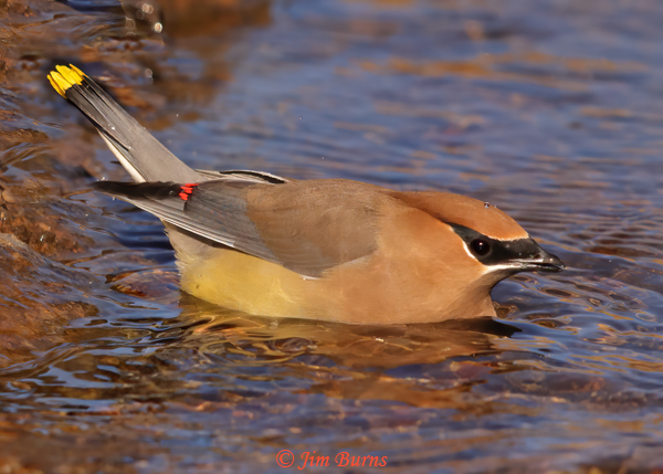 Cedar Waxwing bathing #2--4842
