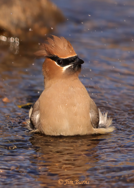 Cedar Waxwing bathing #5--4915