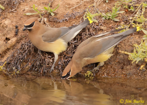 Cedar Waxwing pair drinking at waterhole--5260