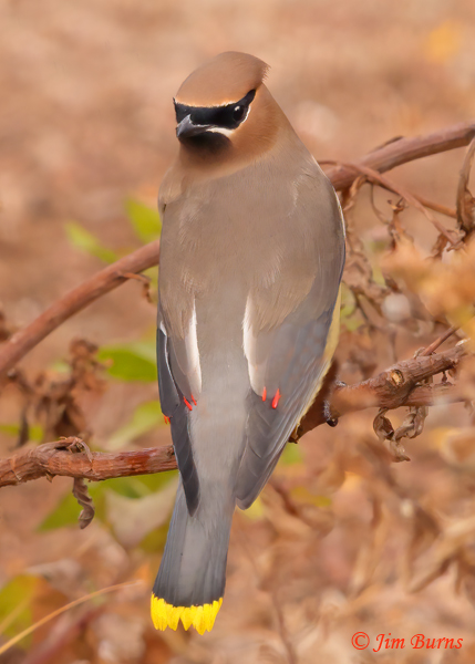 Cedar Waxwing mature adult dorsal view showing waxy wing appendages--5288