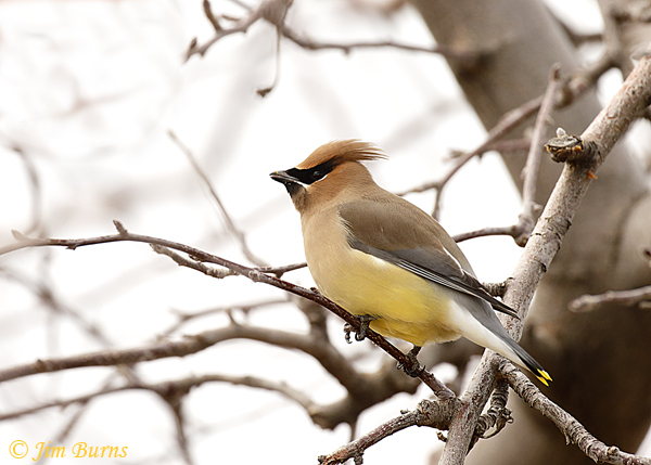 Cedar Waxwing in winter orchard--6158