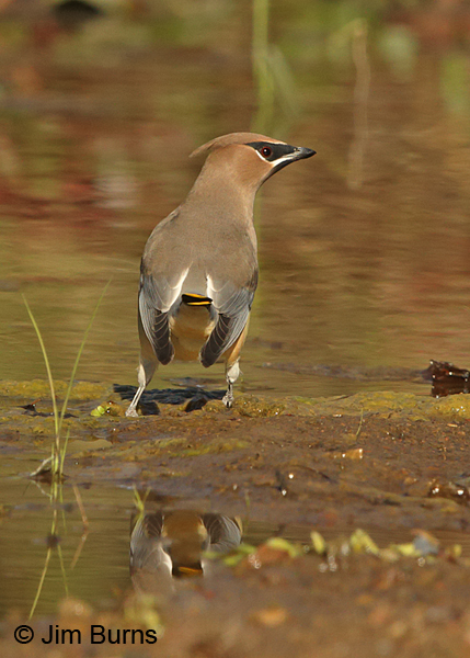 Cedar Waxwing at waterhole