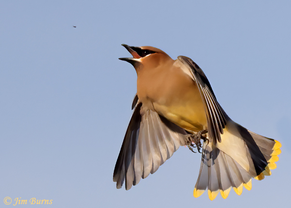 Cedar Waxwing flycatching--8474