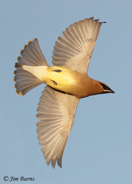 Cedar Waxwing in flight ventral view--9127
