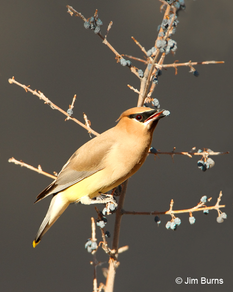 Cedar Waxwing with Desert Olive berry