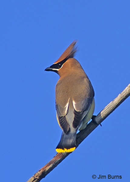 Cedar Waxwing dorsal view