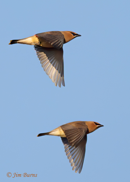 Cedar Waxwings in flight downstroke--3878