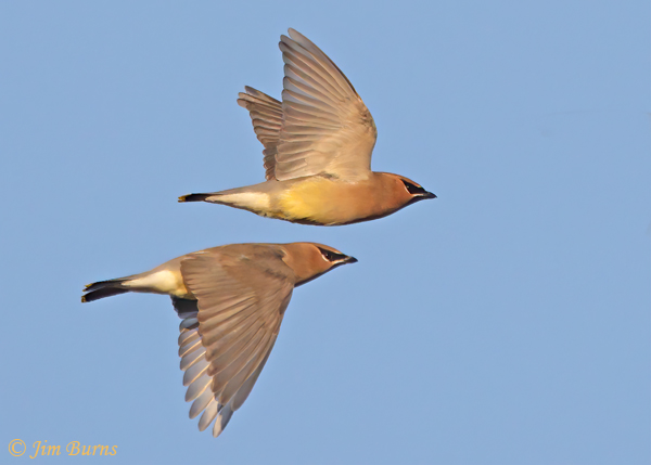 Cedar Waxwing pair in flight--3880