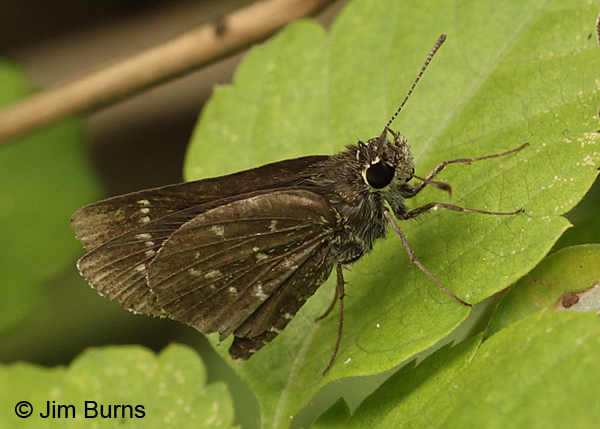 Celia's Roadside-Skipper, Texas