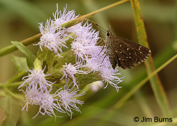 Celia's Roadside-Skipper on Crucita, Texas
