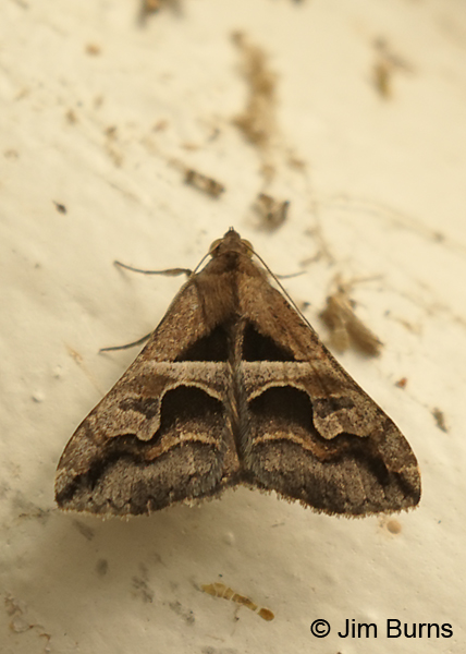 Cellar Melipotis Moth on tree, Texas