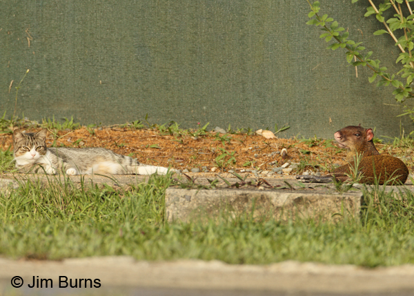 Central American Agouti and friend