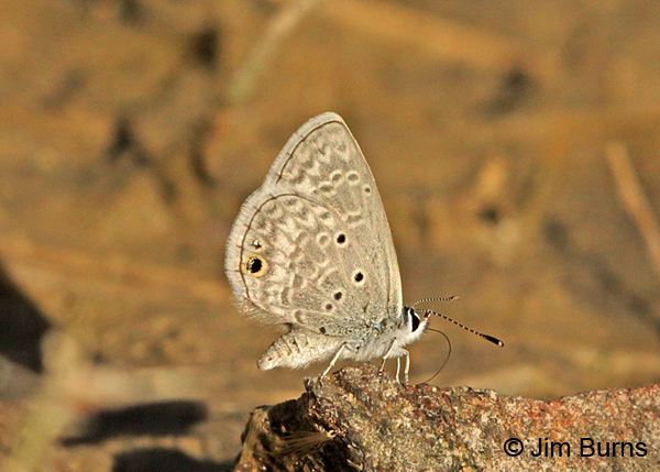 Ceraunus Blue, Arizona