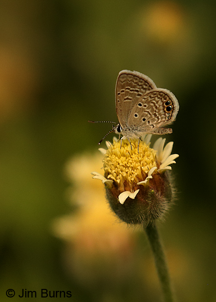 Ceraunus Blue, Texas