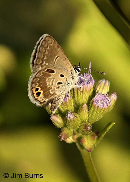 Ceraunus Blue aberrant, Texas