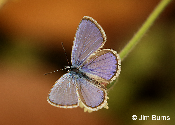 Ceraunus Blue male wings open, Texas