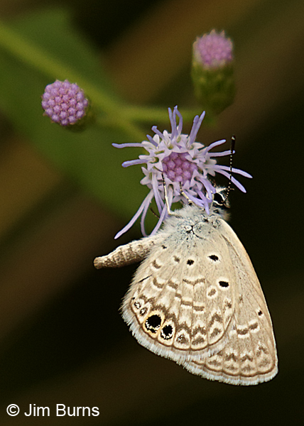 Ceraunus Blue on Crucita, Texas
