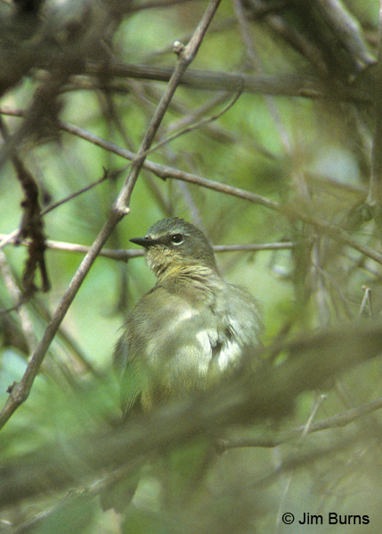 Cerulean Warbler female