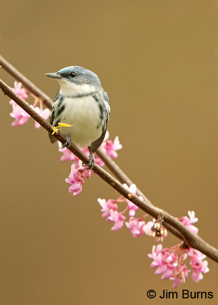 Cerulean Warbler male in Redbud #2