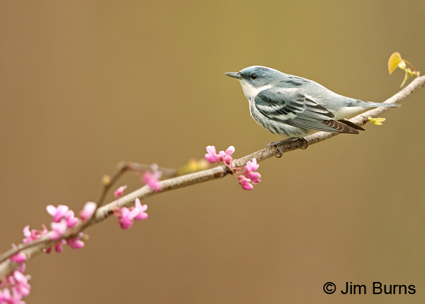 Cerulean Warbler male in Redbud #3