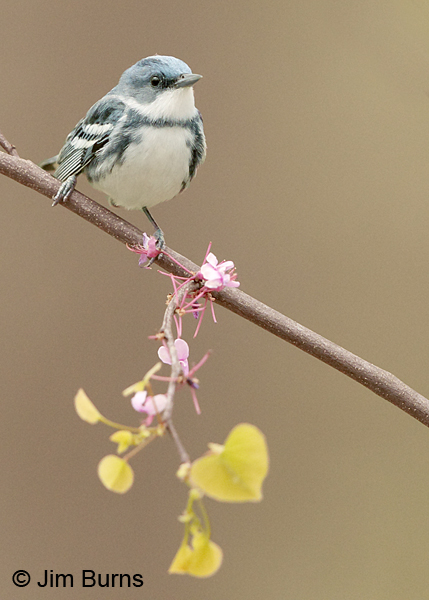 Cerulean Warbler male in Redbud #4
