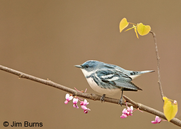 Cerulean Warbler male in Redbud