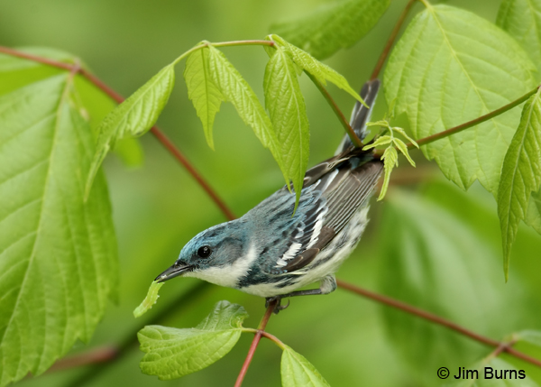 Cerulean Warbler male with green caterpillar