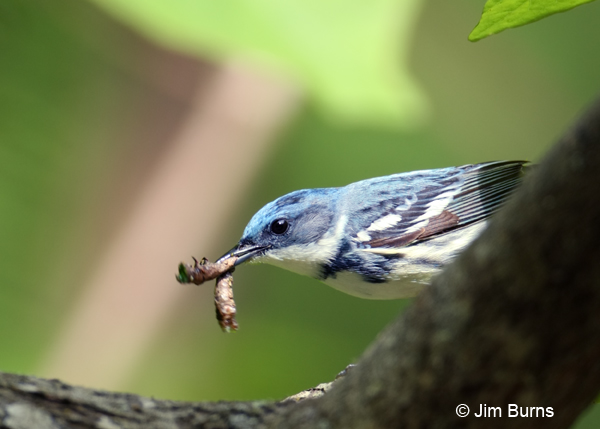 Cerulean Warbler male with brown caterpillar