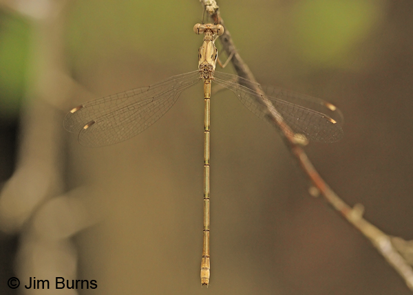 Chalky Spreadwing female dorsal view, Hidalgo Co., TX, October 2013