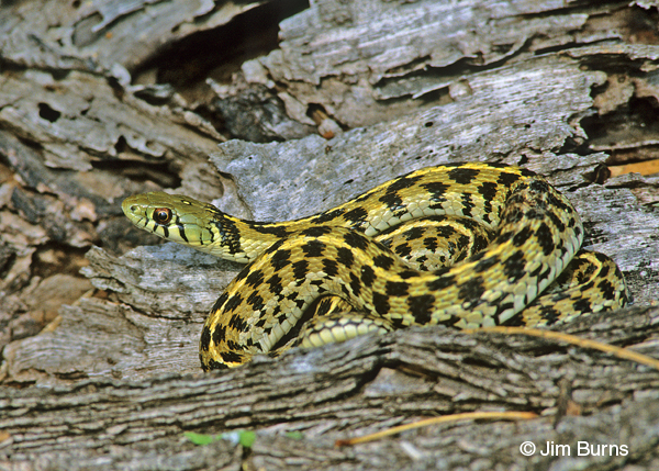 Checkered Gartersnake