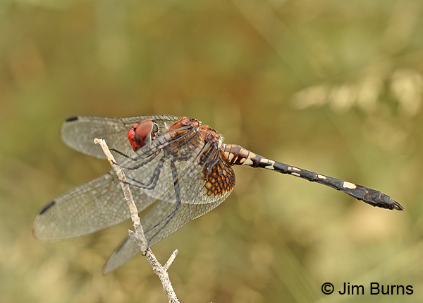 Checkered Set wing male, Chaves Co., NM, September 2014