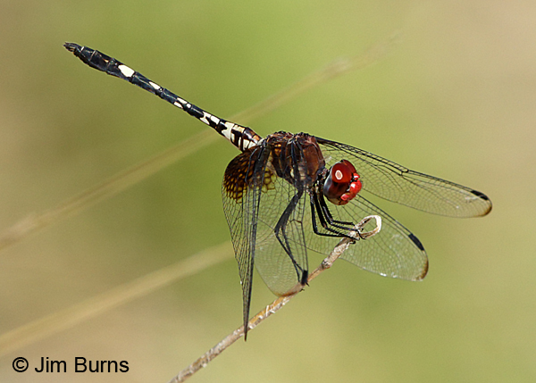 Checkered Setwing male, Travis Co., TX, August 2017